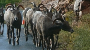 PICTURES/Mt Carmel Highway & Lodging/t_Mt. Carmel Hwy - Sheep17.JPG